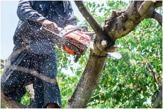 tree services Boalsburg